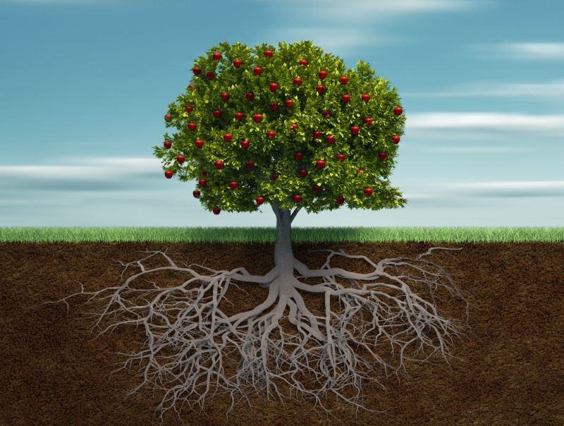 Einzelner grüner Baum mit sichtbaren Wurzeln unter der Erdoberfläche