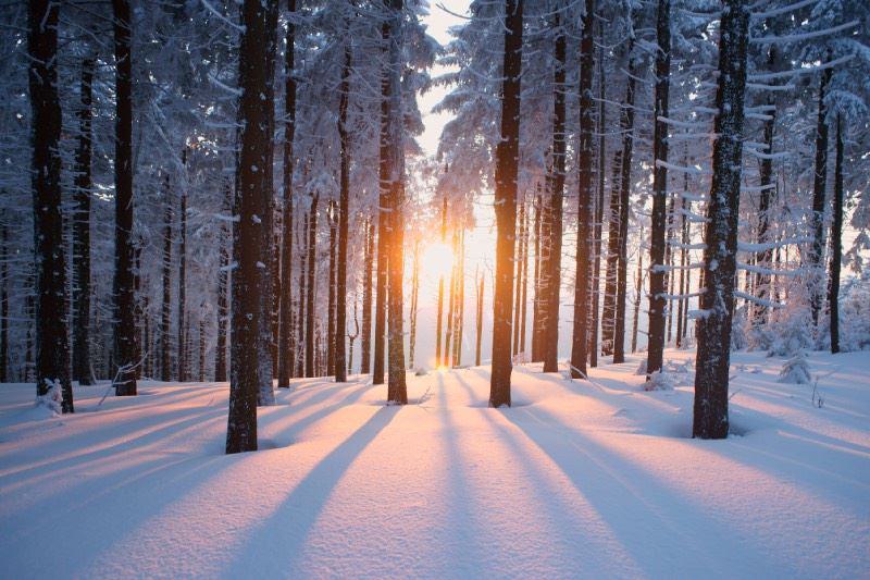 Verschneiter Wald, die Sonne strahlt durch die kahlen Bäume